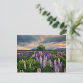 Lupine-Feld in Neuseeland Postkarte (Stehend Vorderseite)