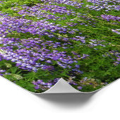 Lupine field, Humboldt Küste, Kalifornien, USA. Poster (Ecke)