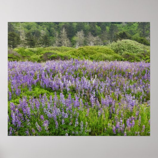 Lupine field, Humboldt Küste, Kalifornien, USA. Poster (Vorne)