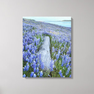Lupine Field Leinwanddruck
