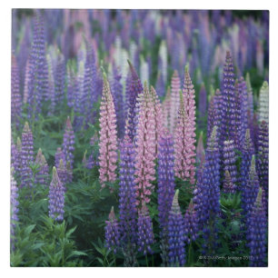 Lupine Fliese