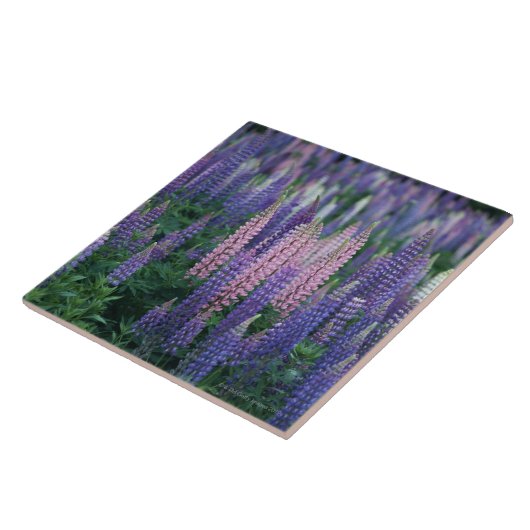 Lupine Fliese (Seite)