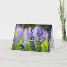 Lupine Frohes Chanukka