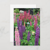 Lupine Garden Mitteilungskarte (Vorne/Hinten)