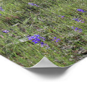 Lupine, gefallener Eichenbaum Poster (Ecke)