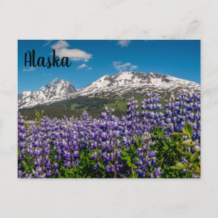 Lupine in Bloom Alaskan Postcard Postkarte