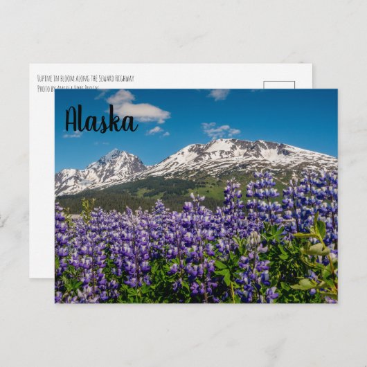Lupine in Bloom Alaskan Postcard Postkarte (Vorne/Hinten)