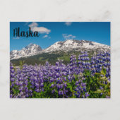 Lupine in Bloom Alaskan Postcard Postkarte (Vorderseite)