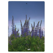 Lupine Klemmbrett (Rückseite)