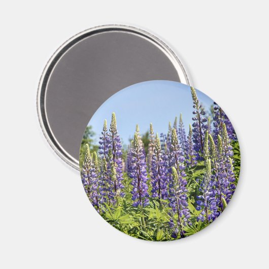 Lupine Magnet (Vorderseite/Rückseite)