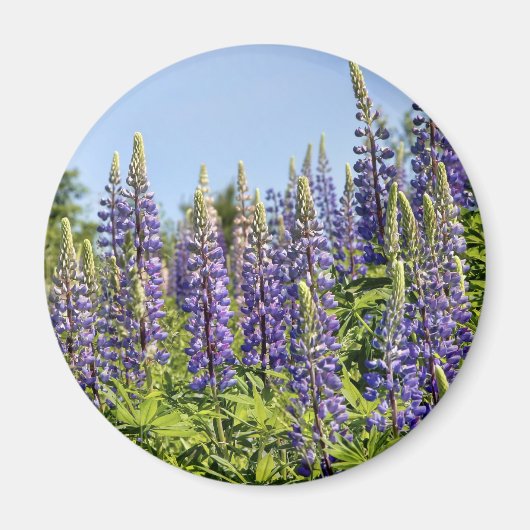 Lupine Magnet (Vorne)