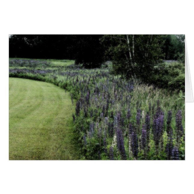 Lupine Margin (Vorderseite (Horizontal))