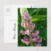 Lupine Pink Postkarte (Vorne/Hinten)