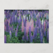 Lupine Postkarte (Vorderseite)