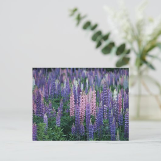 Lupine Postkarte (Stehend Vorderseite)