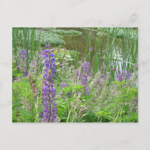 Lupine Postkarte