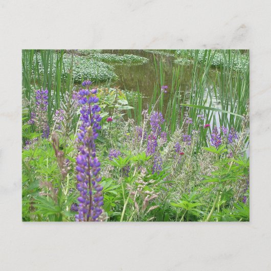 Lupine Postkarte (Vorderseite)