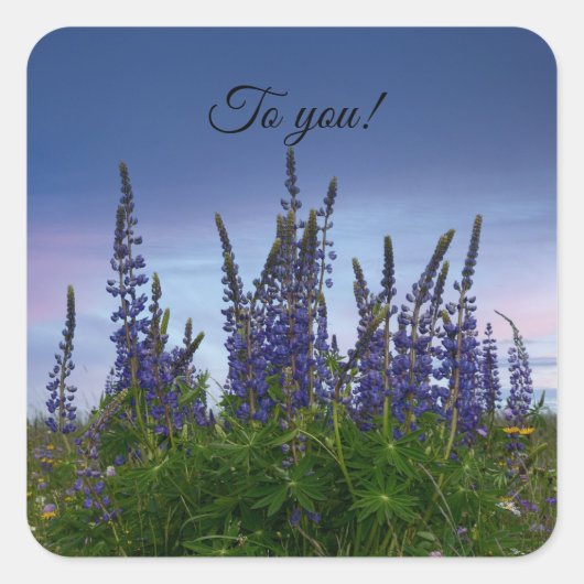 Lupine Quadratischer Aufkleber (Vorderseite)