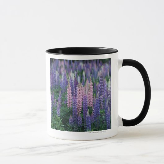 Lupine Tasse (Rechts)