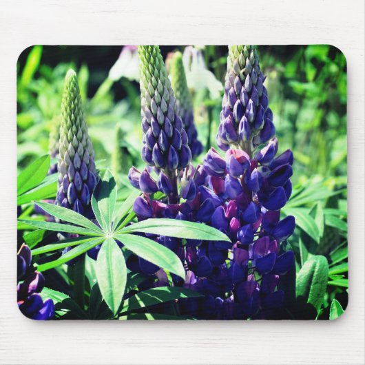 Lupine Trio Blume Mousepad (Vorne)