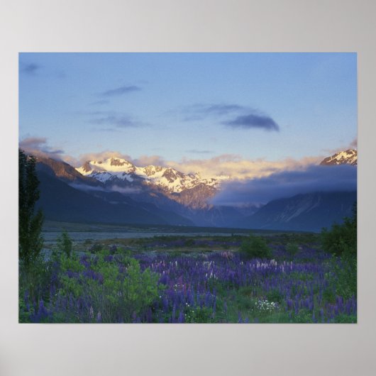 Lupine und der Hauptteil, Arthur-Pass, Süden Poster (Vorne)