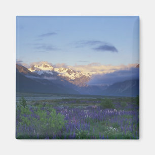 Lupine und die Hauptschneise, Arthur's Pass, Süden Magnet