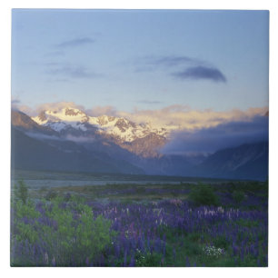 Lupine und die Hauptspalte, Arthur's Pass, Süd Fliese