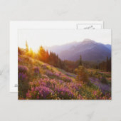 Lupine- und olympisches Gebirge in Postkarte (Vorne/Hinten)