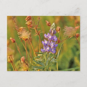 Lupine- und Prairierauch-Wildblumen in Montana 2 Postkarte