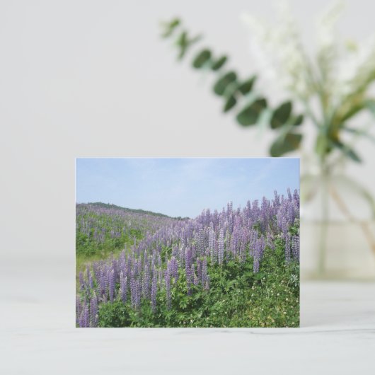 Lupine Valley Postkarte (Stehend Vorderseite)