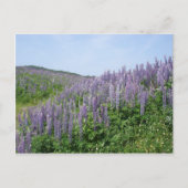 Lupine Valley Postkarte (Vorderseite)