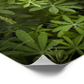 Lupine Vignette Poster (Ecke)