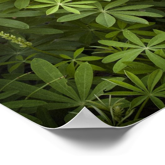Lupine Vignette Poster (Ecke)