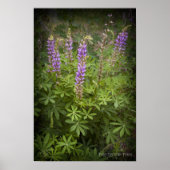 Lupine Vignette Poster (Vorne)