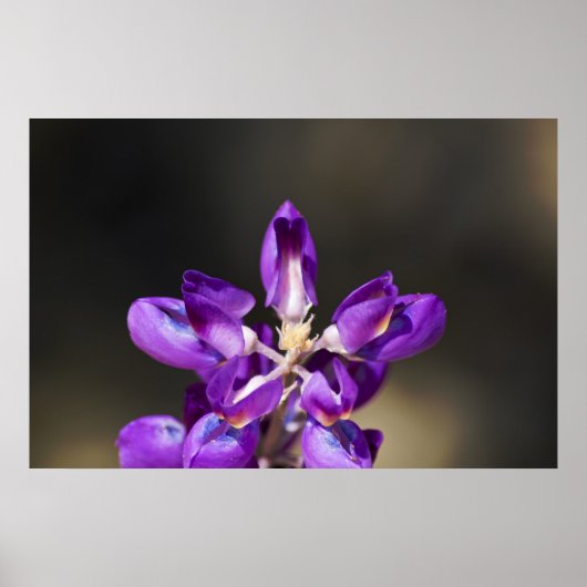 Lupine Wonder Poster (Vorne)