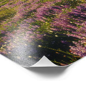 Lupinefeld, Olympus und Wolken an der Fotodruck (Ecke)