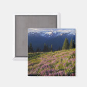 Lupinefeld, Olympus und Wolken an der Magnet (Vorderseite/Rückseite)