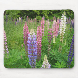 Lupinen an Winkworth Arboretum, Surrey Mousepad