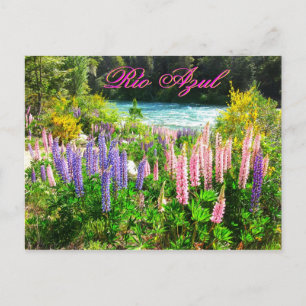 Lupinen entlang des Rio Azul, Argentinien Postkarte