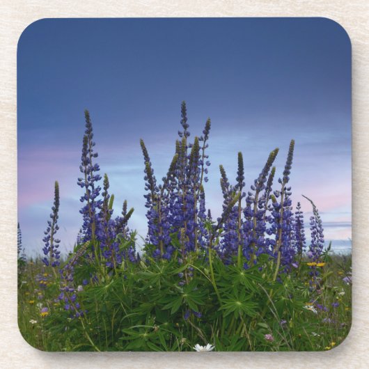 Lupinen getränkeuntersetzer (Vorderseite)