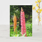 Lupinen im Hütte Garden - Martha's Vineyard Karte (Gelbe Blume)