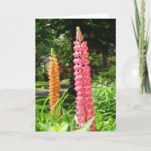 Lupinen im Hütte Garden - Martha's Vineyard