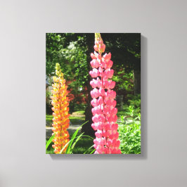 Lupinen im Hütte Garden - Martha's Vineyard Leinwanddruck