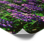 Lupinen in Bloom | Kenai Mountains, Alaska Poster (Ecke)