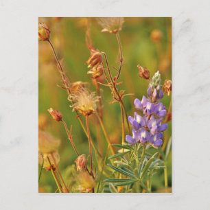 Lupinen & Prärie-Rauchwildblumen in Montana Postkarte