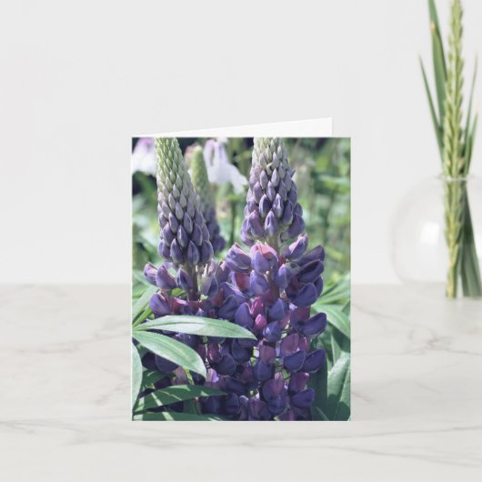 Lupinen Trio Blumenfotografie (Vorderseite)