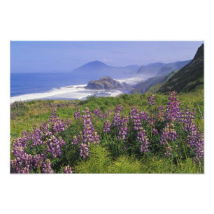 Lupinenblumen und raue Küstenlinie entlang Fotodruck