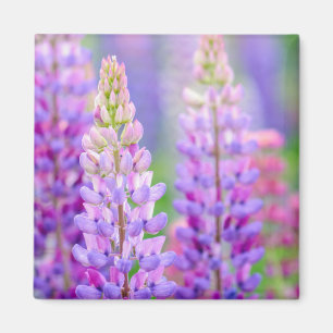 Lupinenblüten Magnet