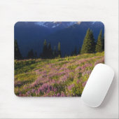 Lupinenfeld, Olympus und Wolken am Mousepad (Mit Mouse)