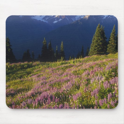 Lupinenfeld, Olympus und Wolken am Mousepad (Vorne)